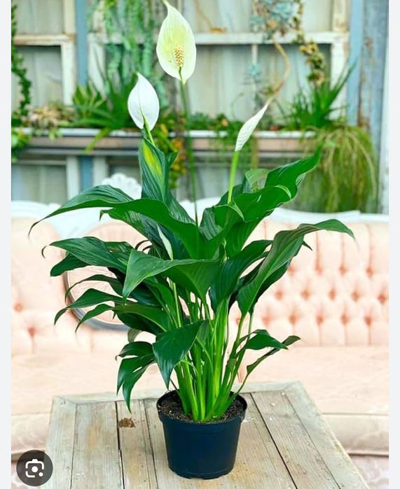 Цветок комнатный женское счастье