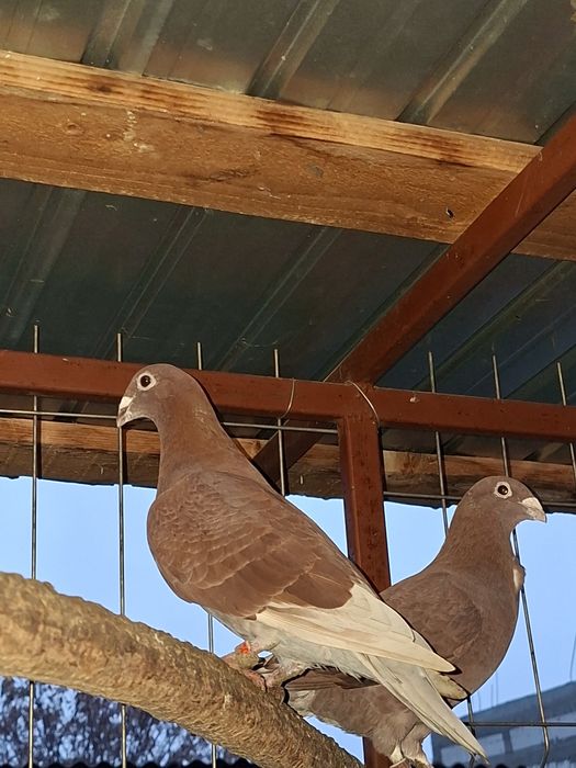 Porumbei roșii de București de vânzare