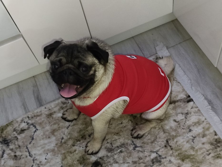 Мопс момче на 10 меца