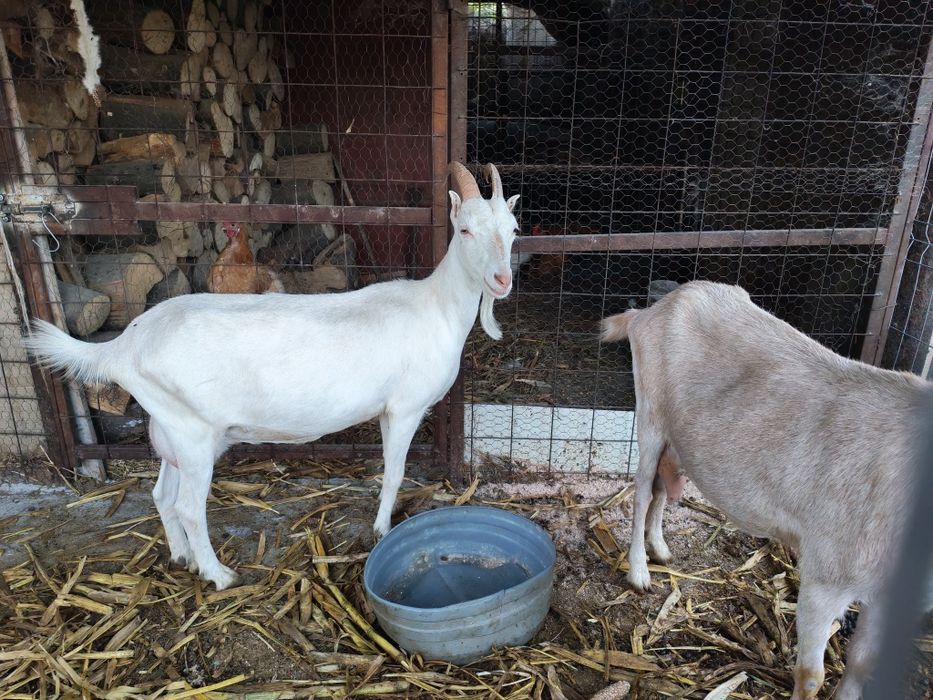 Capre bune de lapte și țap bun pentru montă