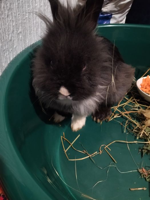 Iepurași cap de leu pt cadou