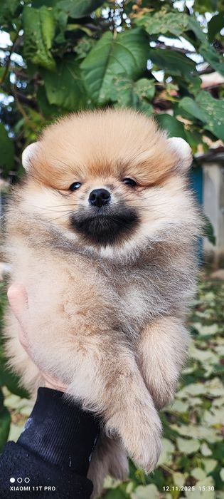 Померан померанче