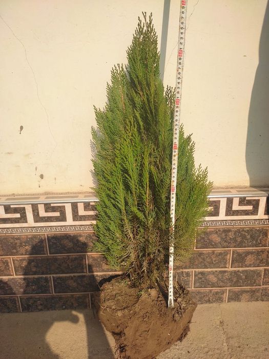 Archa va shamshodlar