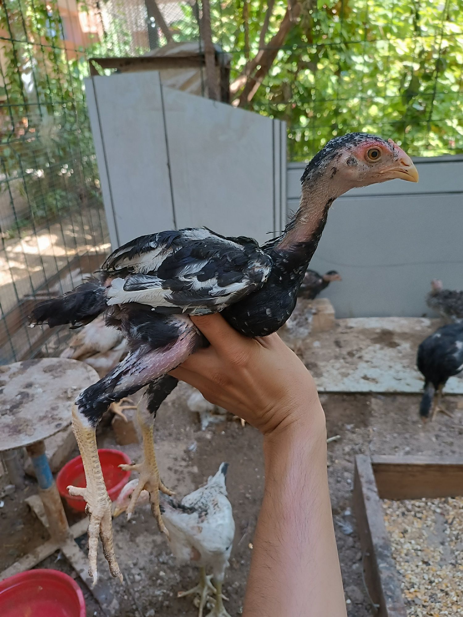 Dakan jojalar sotiladi