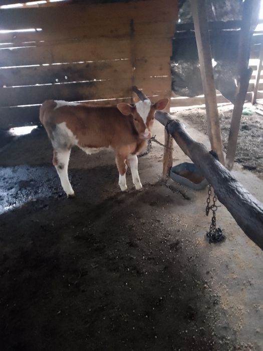 Vând vieței de doua luni