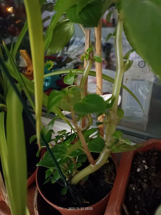 Plante de apartament, birou, gradină etc.