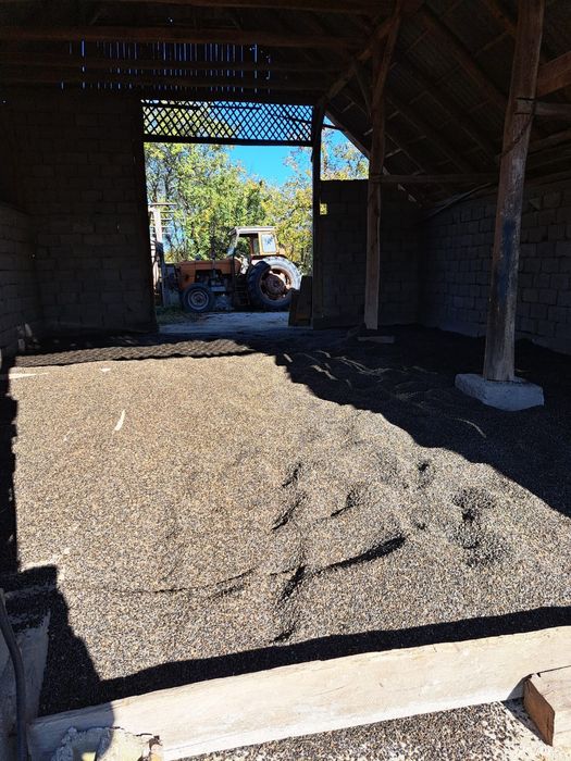 Vand floarea soarelui