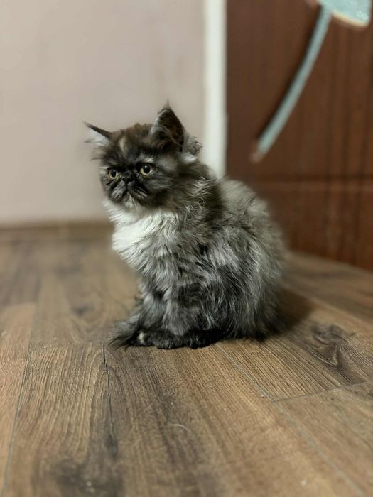Женски персийски котета