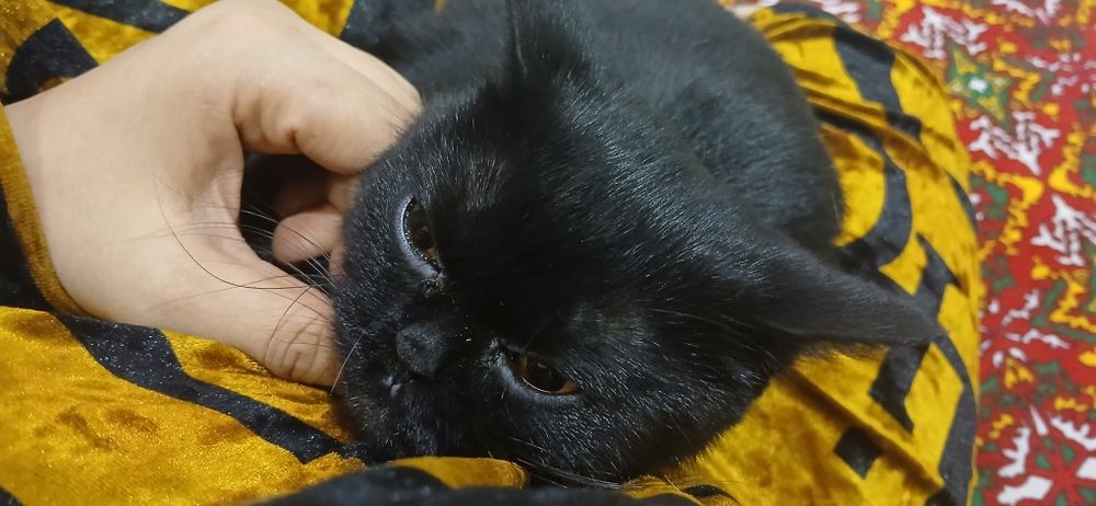 Отдам даром в хоршие руки черная британка забирать из дома