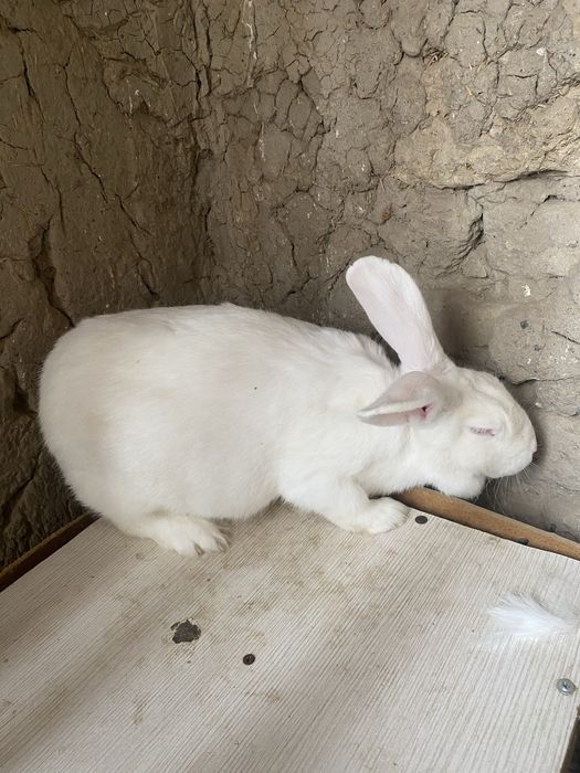 Продам кролиху самко 1 гот ей осталося одна