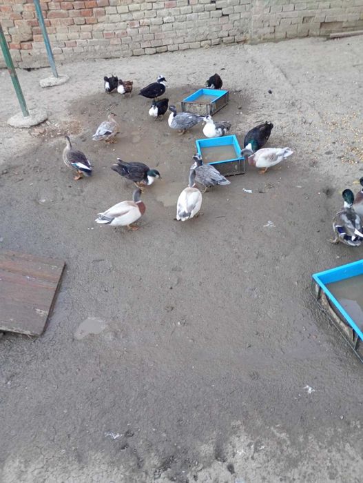 Rațe pitic olandeza