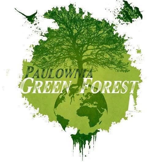 Plante si butasi Paulownia