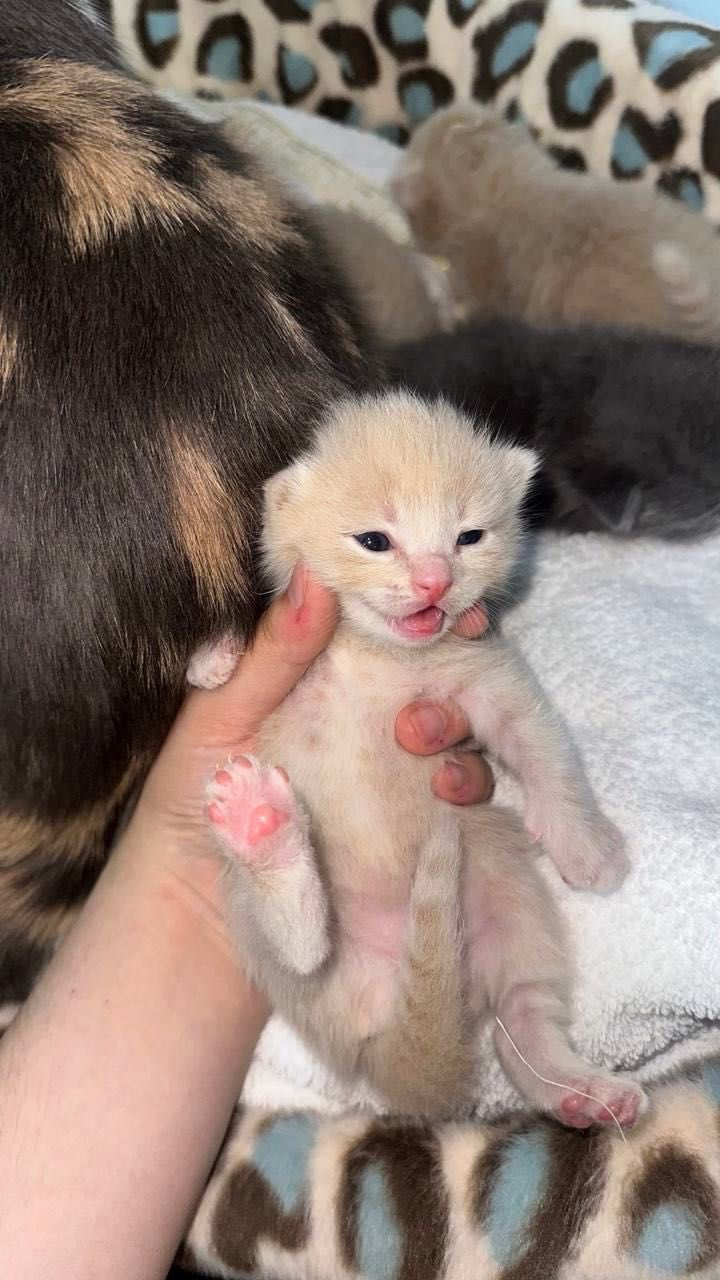 Scottish fold va strayt mushukchala