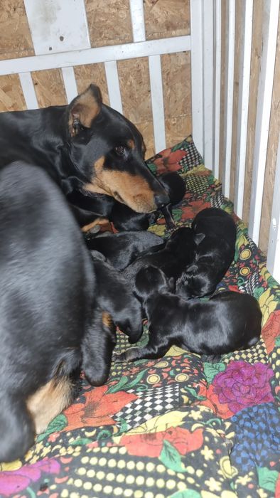 Отличный подарок любимым, на Новый год!!!