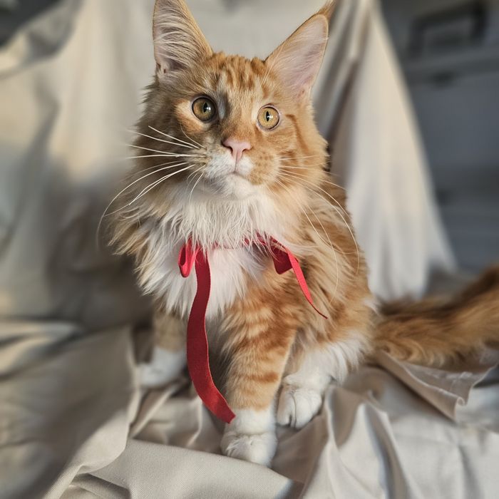 Pisoi superb, mascul – roșu tigrat cu alb, 5 luni