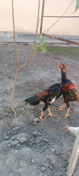 Тунка тож жужалар