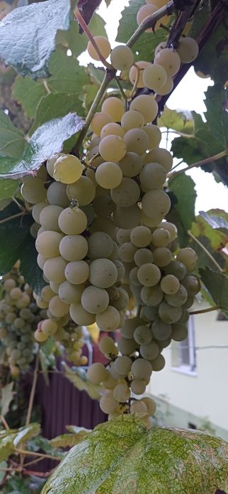 Struguri vin lisabela albi Medias