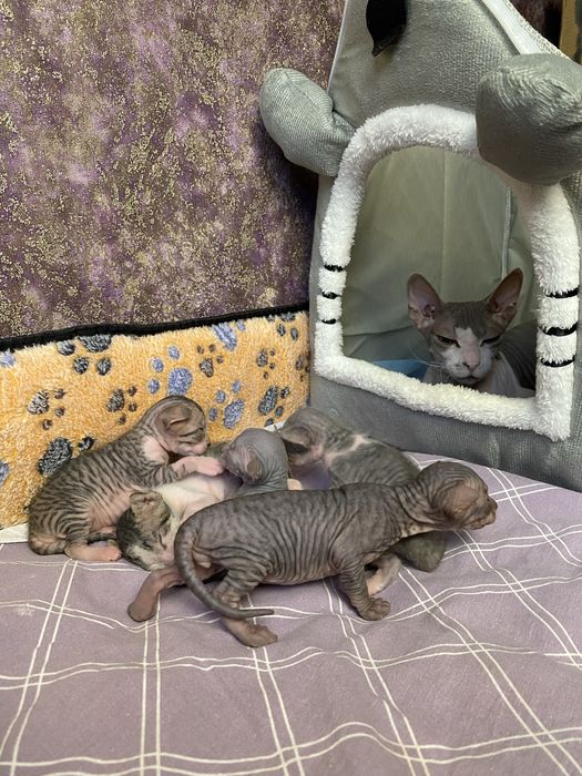 Котята Сфинксы БРОНЬ