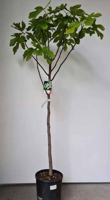 Smochin La Ghiveci (Toate Soiurile)