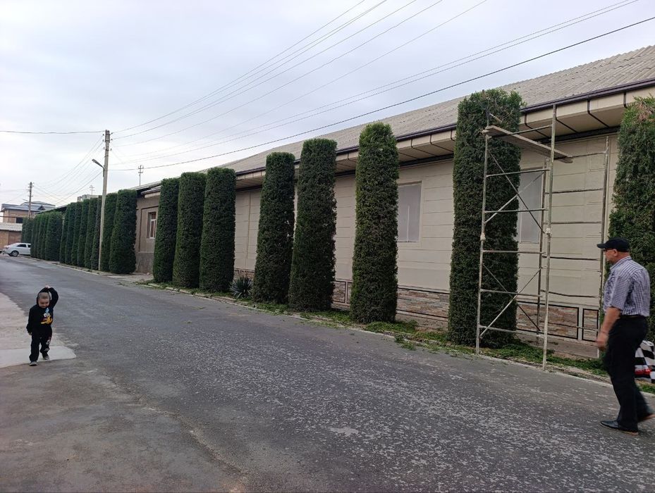 Archa kesish xizmati