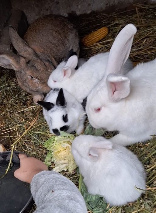 Pui de iepuri crescuți la curte bio