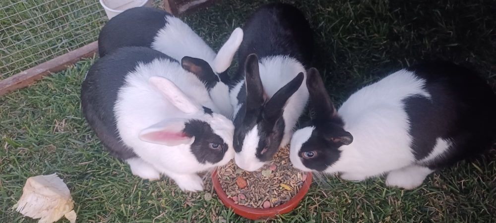 Iepuri olandezi mărime medie