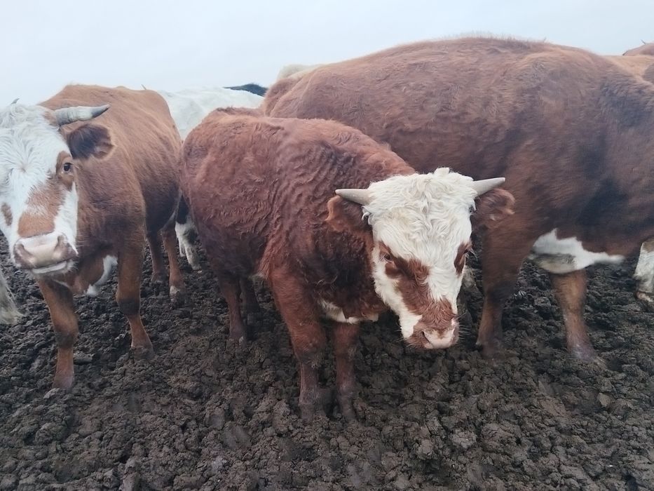 Продам подсосныхбычков