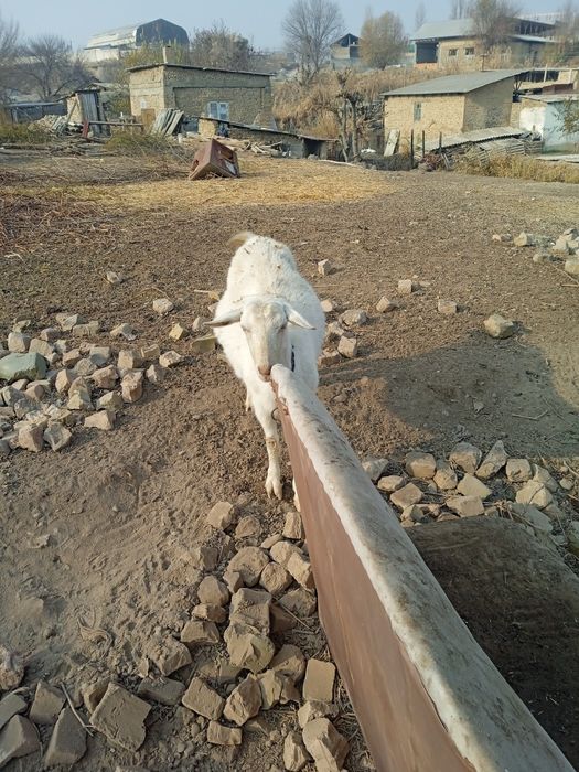 Козочки зааненской молочной породы