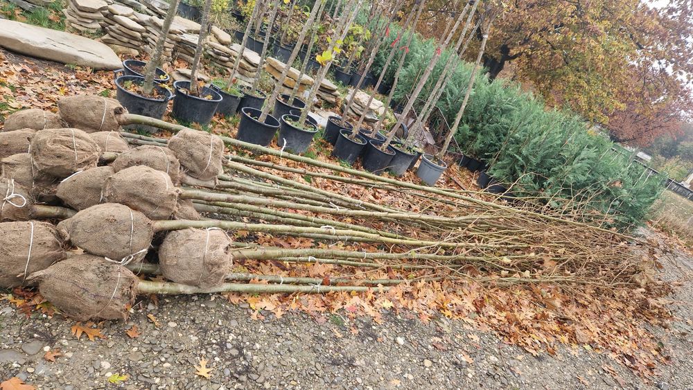 Copaci ornamentali platan mesteacăn tei