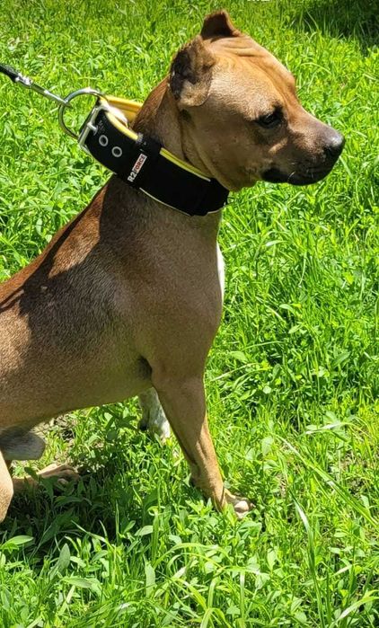 Вязка. питбуль ищет девочку