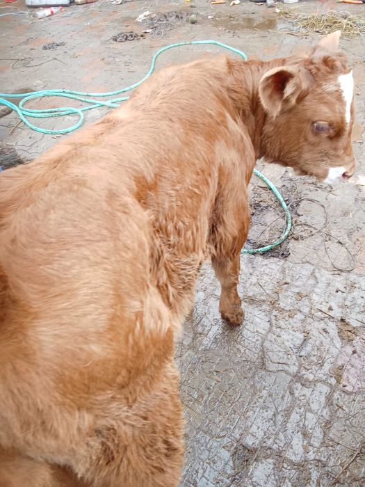 Vand trei vitei frumosi de lapte