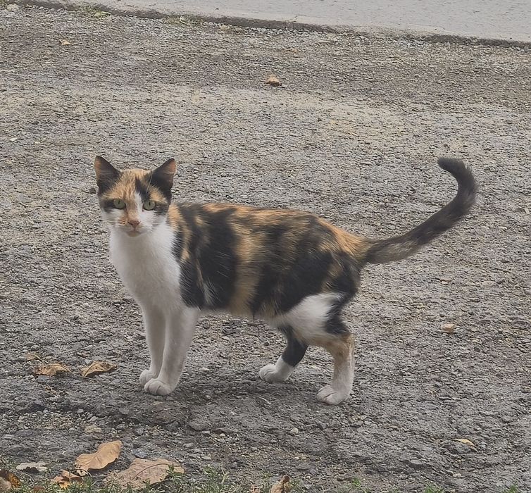 Коте търси грижовен дом