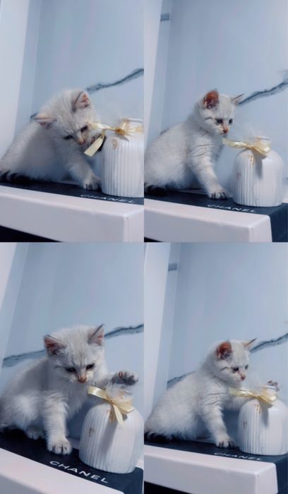 Ищет Дом пушистое счастье.