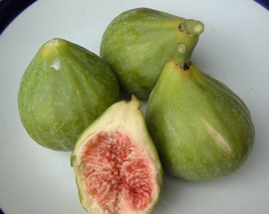 Smochin Românesc Verde 15-30 cm, pentru dulceată.