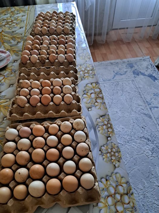 Продам инкубациинные яица кур Адлерской серебристый цена 200 т