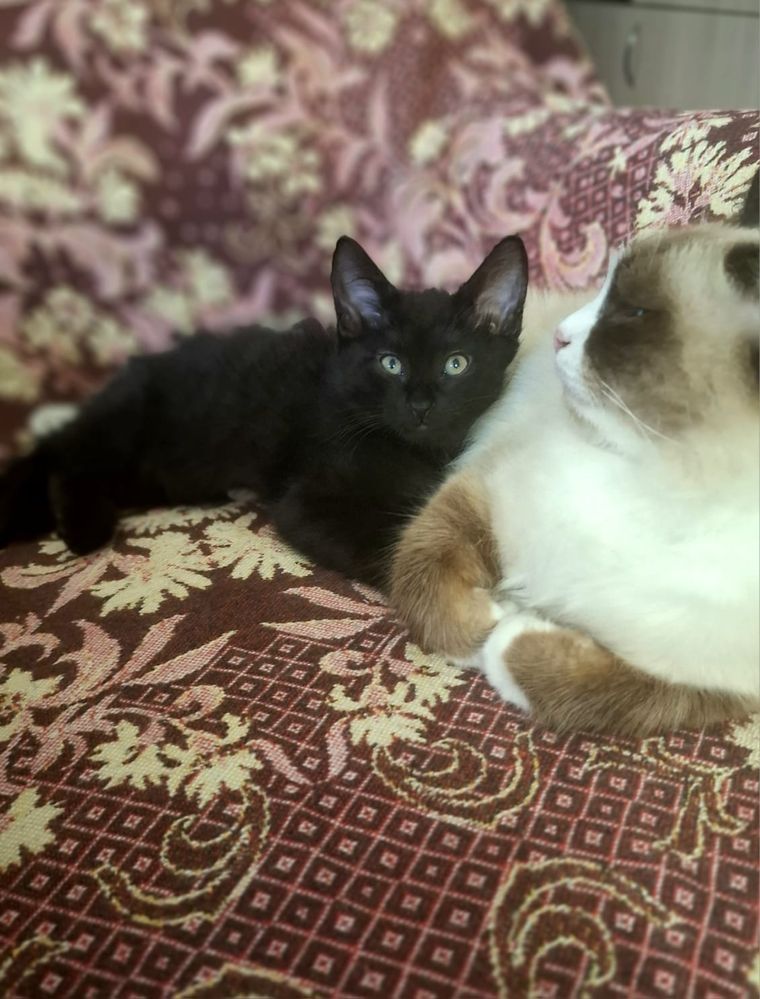 Котята в добрые руки