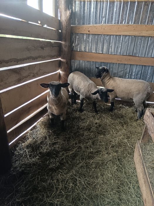 Miele  sulfoc   și un berbec