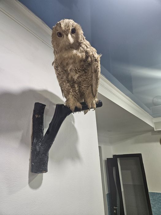 Продается чучело