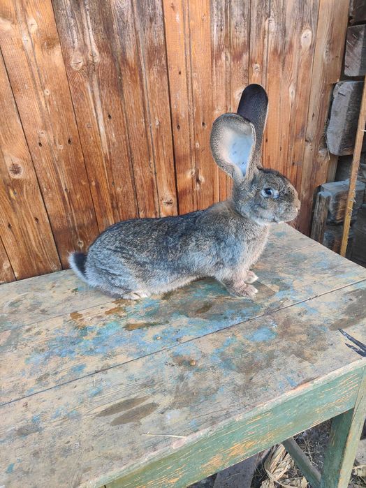 Vând uriaș german alb și grii