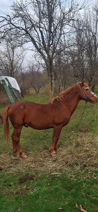 Cal căruță si ham