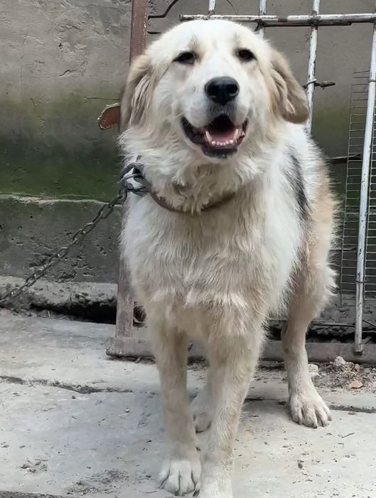 Собачки ЖдУт ЛюБяЩих ХоЗяев