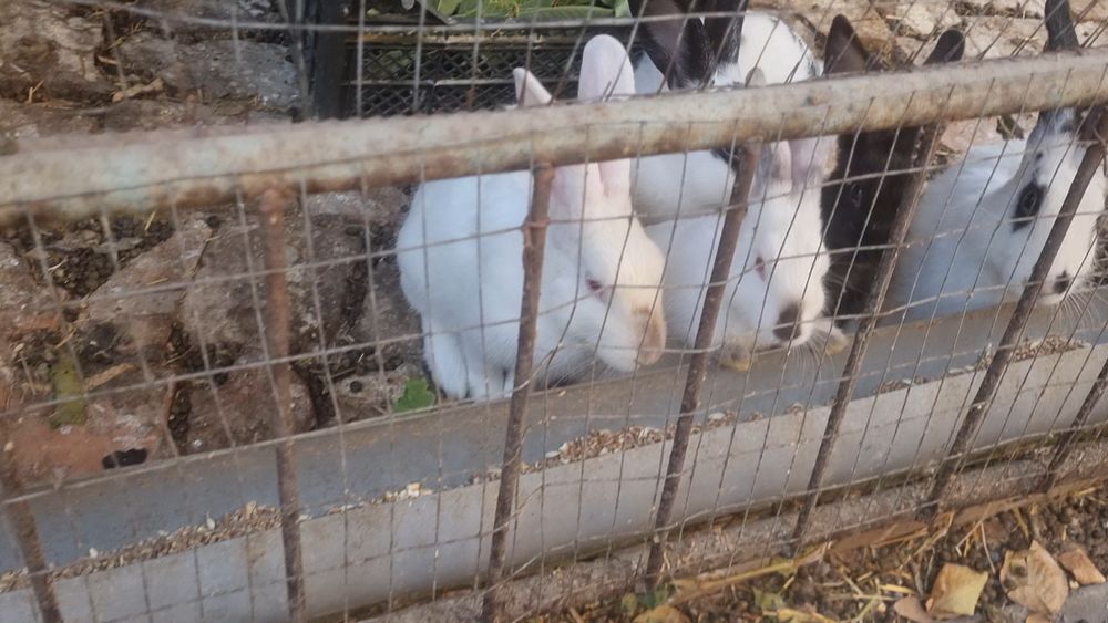 Продаются кролики разного возраста и разные породы