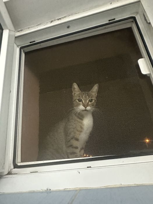 dau sper adoptie o pisica in varsta de 1 an