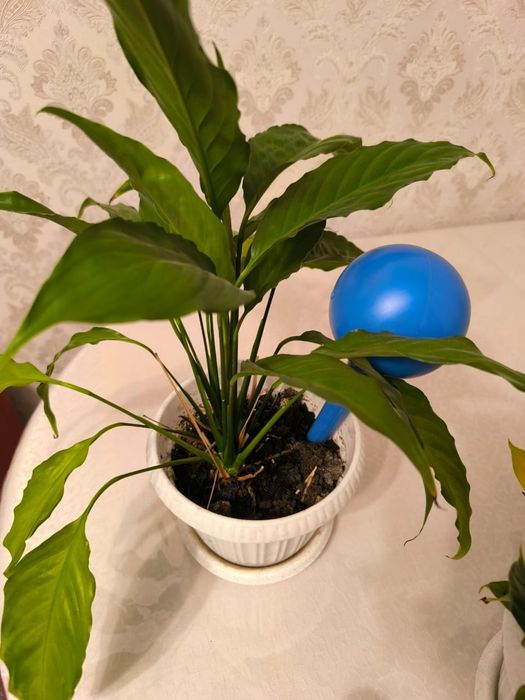 Домашние растения