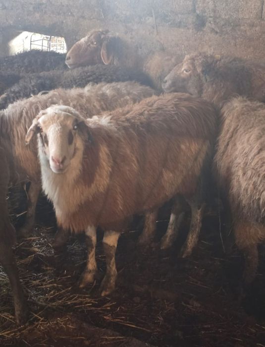 Койлар сатылады кой