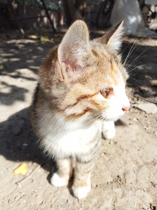 Отдам котят бесплатно