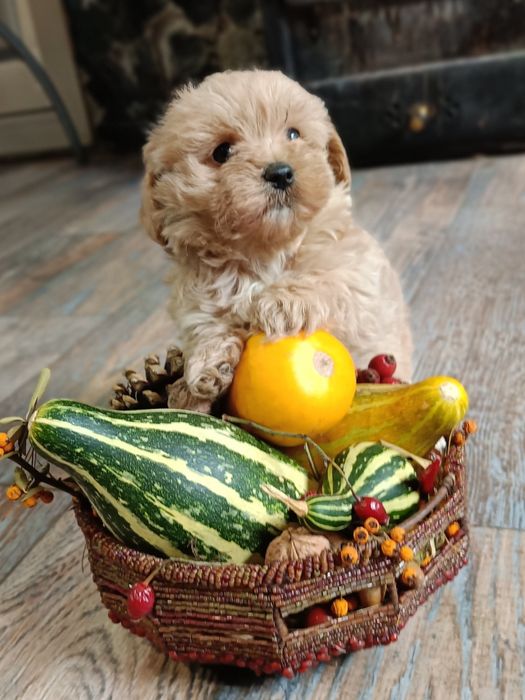 Малтипу(бебета)Малтипу