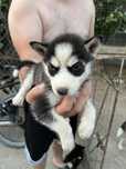 Vând Husky Siberian