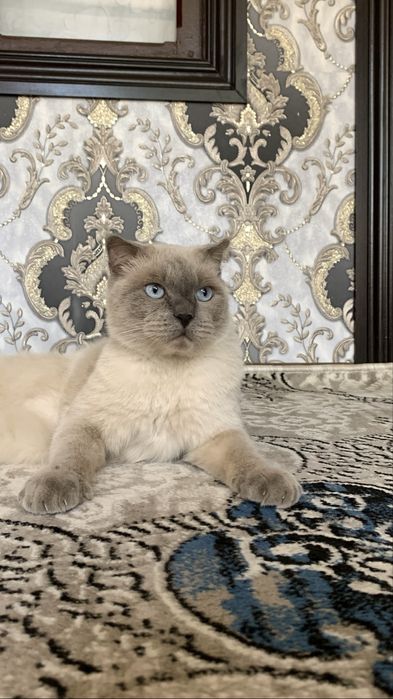 скоттиш фолд сиамская гибрид