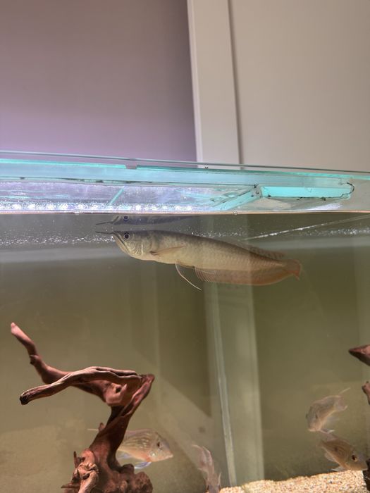 Продам Аровану 22 см